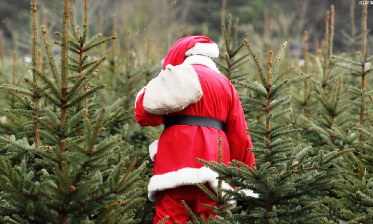 Κλέφτης χριστουγεννιάτικων δέντρων το νέο εποχιακό «επάγγελμα» (Vid)