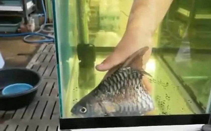Το… μισό ψάρι που έζησε για 6 μήνες! (video+photos)
