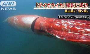 Τρόμος από γιγάντιο καλαμάρι στις ακτές της Ιαπωνίας (Vid)