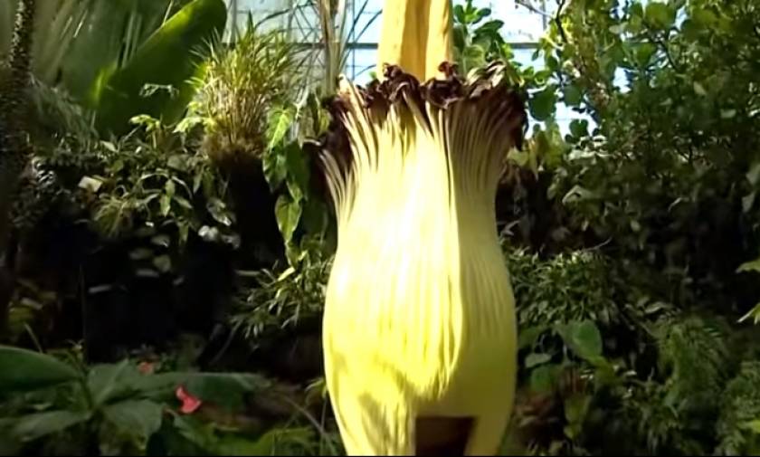 Δείτε το «φυτό – πτώμα» με την απίστευτη δυσοσμία! (video)