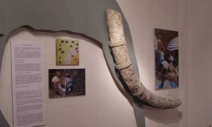 Η χώρα των Ρινόκερων στο μουσείο απολιθωμένων θηλαστικών στην Κερασιά της Εύβοιας