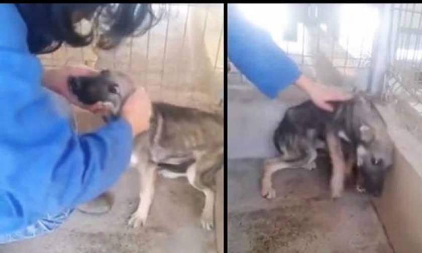 Θα δακρύσετε: Κακοποιημένος σκύλος νιώθει ανθρώπινο χάδι για πρώτη φορά (video)