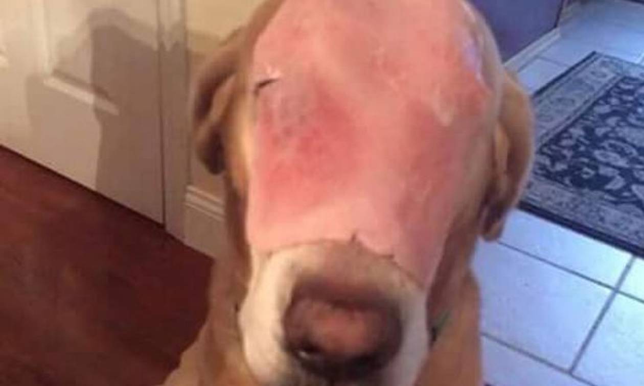 Η φωτογραφία του σκύλου που «ραγίζει» καρδιές: Είναι όμως αυτό που όλοι νομίζουν;