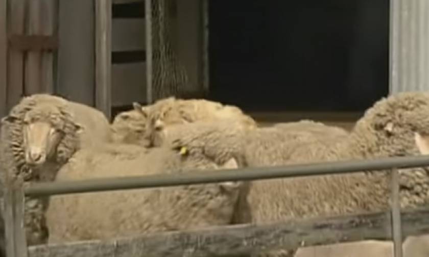 Το βίντεο που έγινε viral: Πρόβατο... υπέρβαρο λόγω μαλλιού!