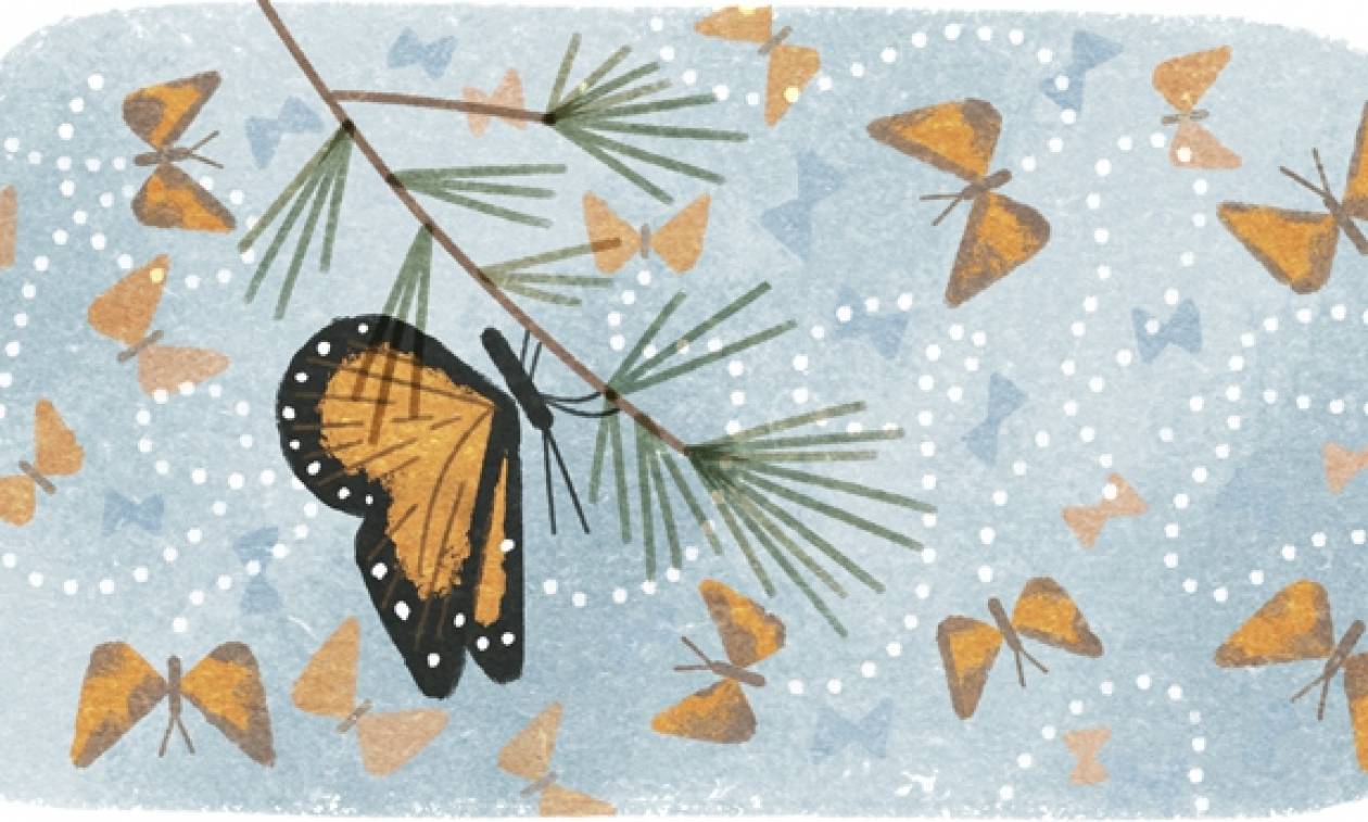 Πεταλούδα Μονάρχης:  41 χρόνια από την ανακάλυψη της κρυψώνας τους (vid)
