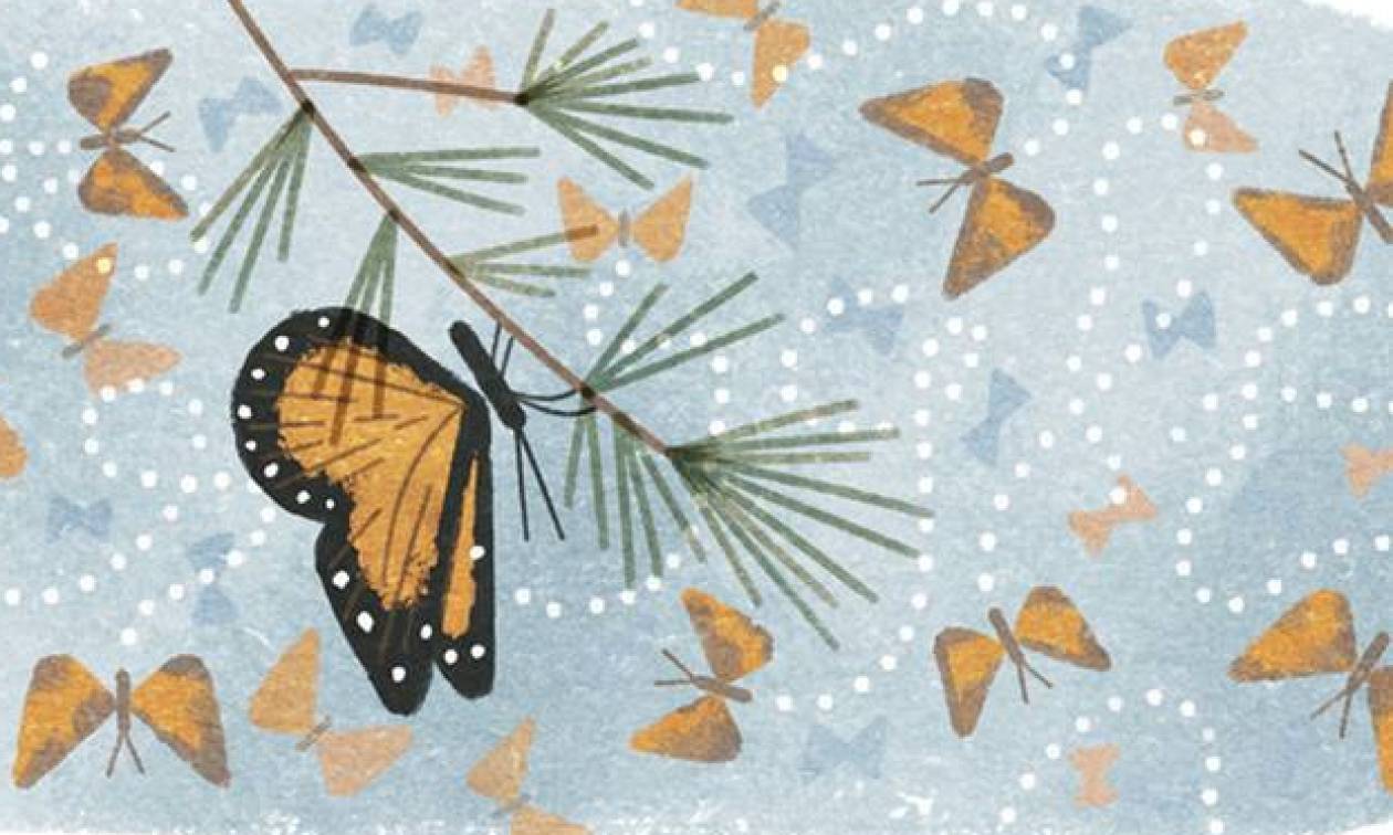 Πεταλούδα Μονάρχης: Η Google αποκαλύπτει με doodle όσα δεν ξέρατε για την πεταλούδα - μύθο