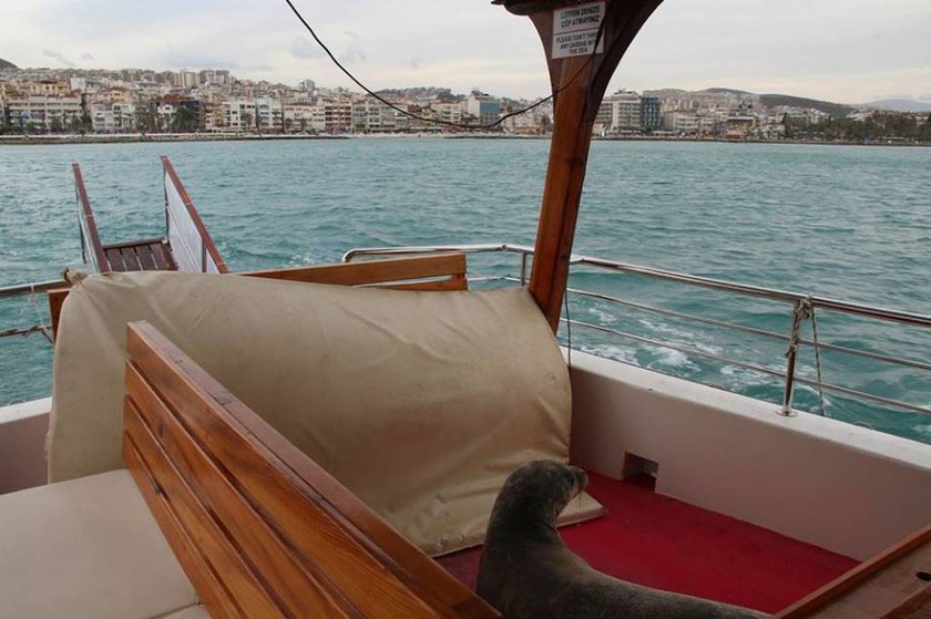 Σάμος: Η φώκια Αργυρώ «ταξιδεύει» ως τα παράλια της Τουρκίας (pics)