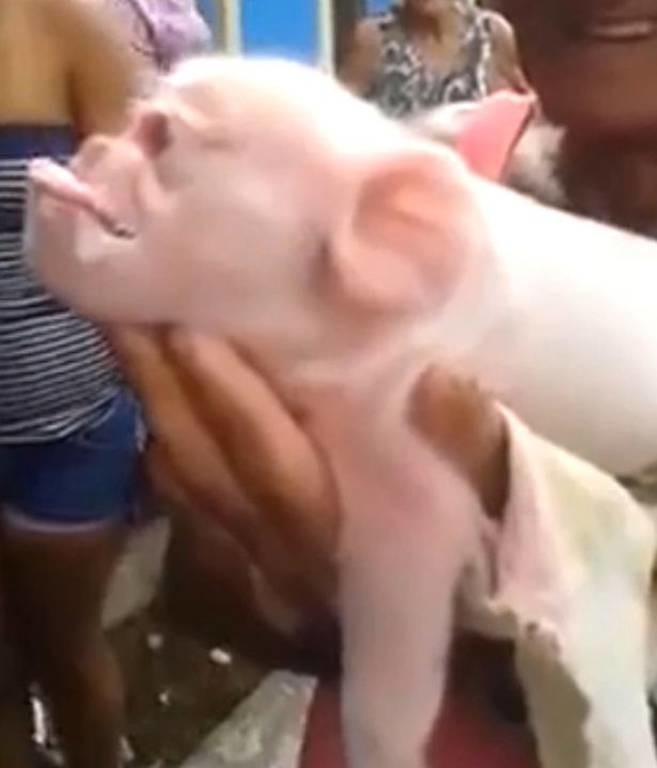 Το πιο απόκοσμο πλάσμα: Γεννήθηκε γουρούνι με πρόσωπο… μαϊμούς! (video)