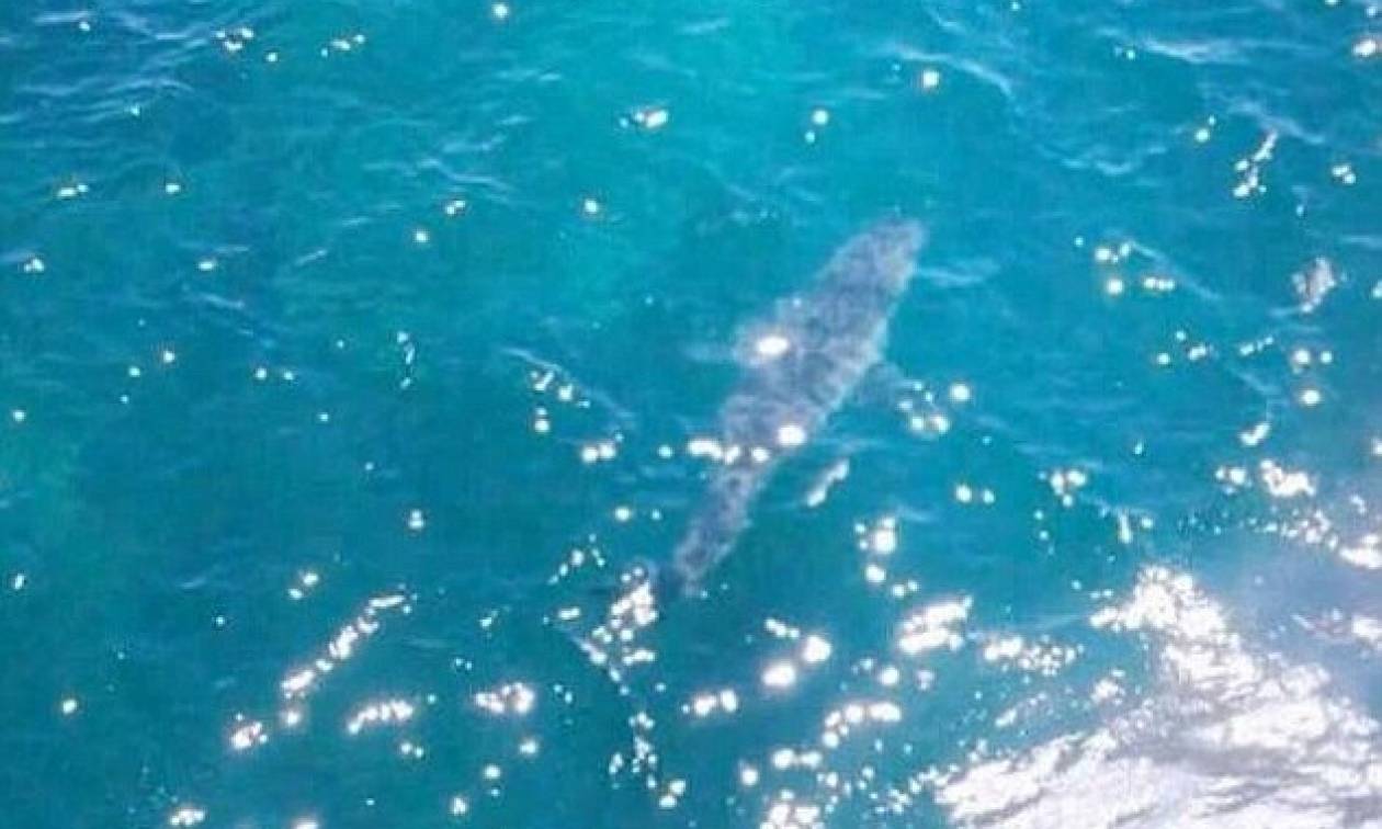 Αυστραλία: Εκκενώθηκε παραλία μετά τον εντοπισμό γιγάντιου λευκού καρχαρία
