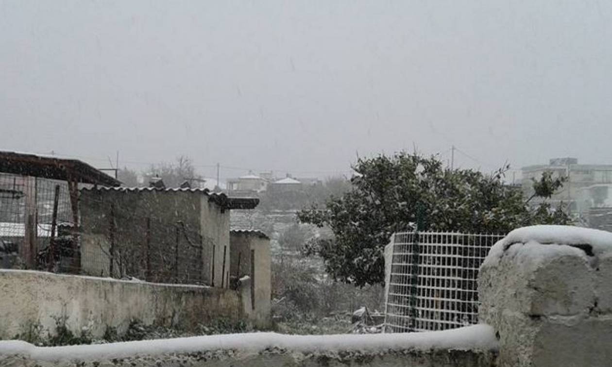 Κακοκαιρία: Πυκνή χιονόπτωση στην Εύβοια – Δείτε Live εικόνα