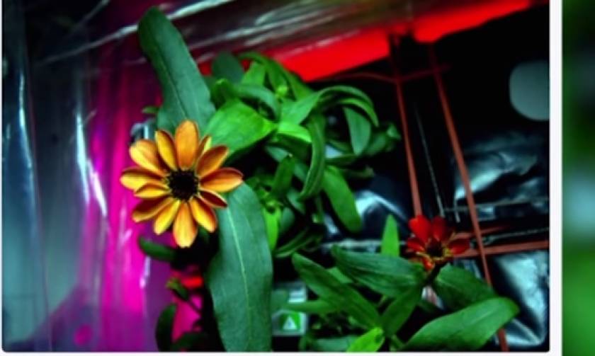Αυτό είναι το πρώτο λουλούδι που άνθισε στο διάστημα (video)