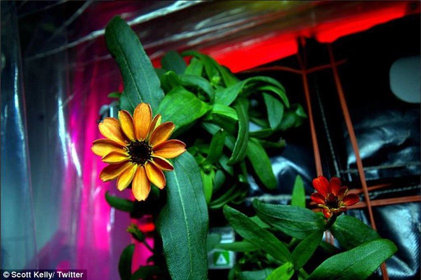 Εντυπωσιακό! Δείτε το πρώτο λουλούδι που φύτρωσε στο διάστημα! (photos)