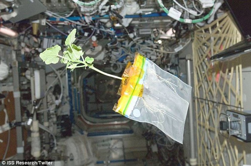 Εντυπωσιακό! Δείτε το πρώτο λουλούδι που φύτρωσε στο διάστημα! (photos)