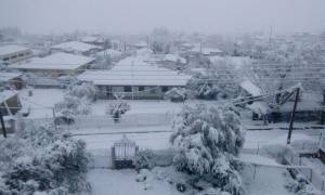 Καιρός: Κλειστά τα σχολεία στη Φθιώτιδα – Δείτε πού έχει φτάσει το χιόνι στη Λαμία (pics)
