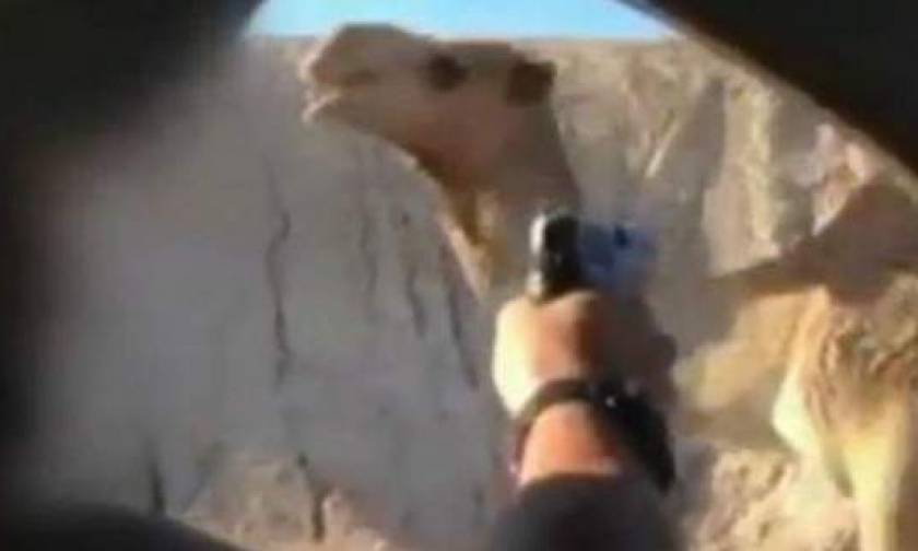 Στρατιώτης καταδικάστηκε σε φυλάκιση 4 μηνών επειδή σκότωσε μια καμήλα (vid)