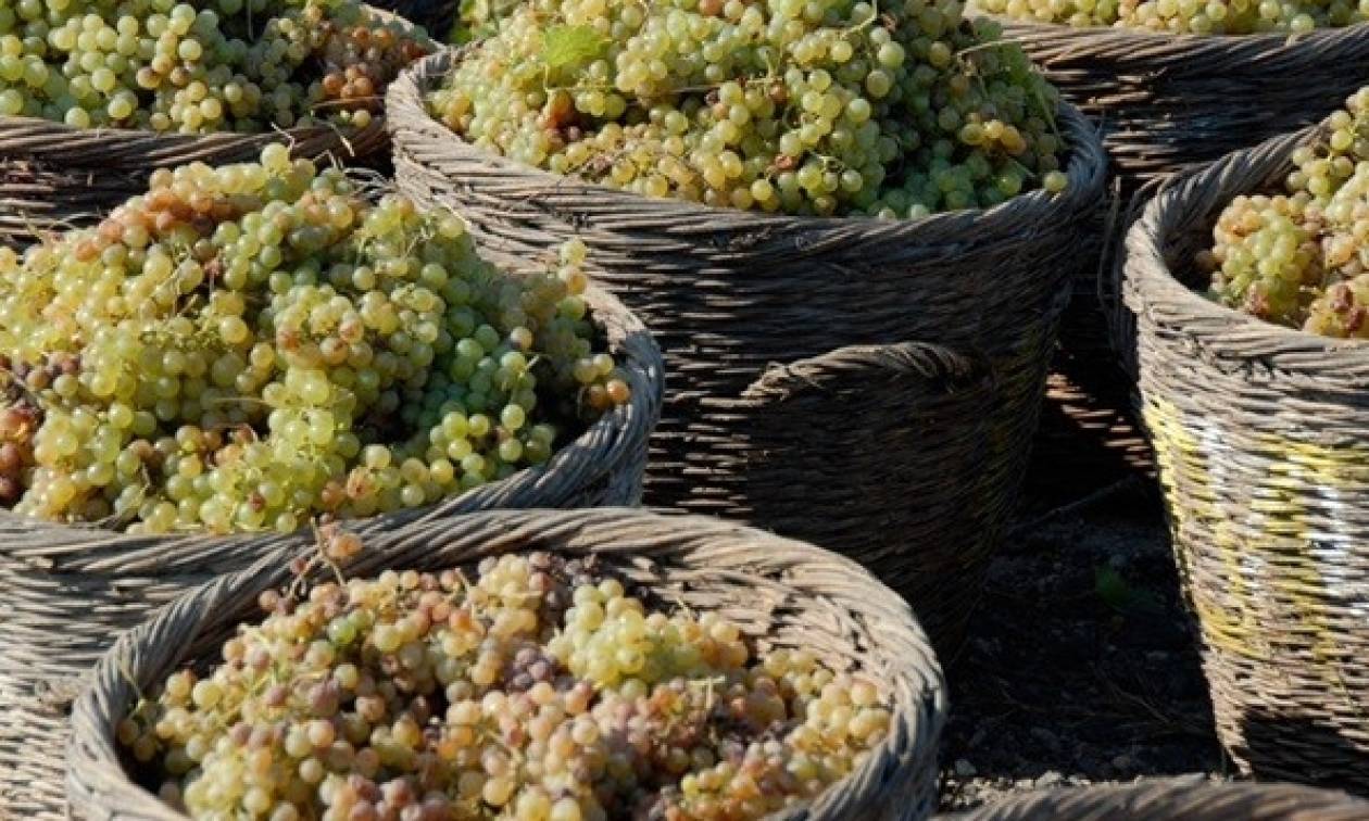 Ρυθμίσεις μόνο για φέτος σε οινοπαραγωγούς για τον φόρο στο κρασί