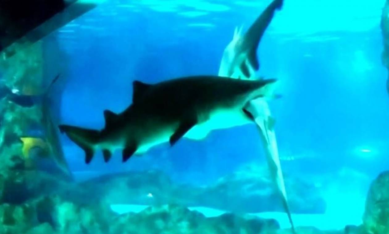 Πρωτοφανές βίντεο: Θηλυκός καρχαρίας έκανε μια χαψιά αρσενικό μέσα σε ενυδρείο! (video)