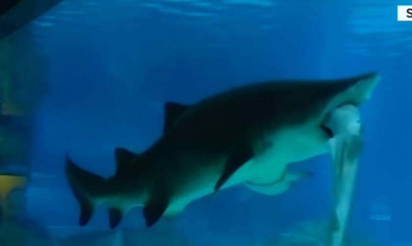 Σοκ - Καρχαρίες... κανίβαλοι σε ζωολογικό πάρκο της Σεούλ (video)