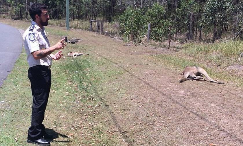 Σοκ: Ασυνείδητος οδηγος χτύπησε με το αμάξι του 17 καγκουρό στην Αυστραλία