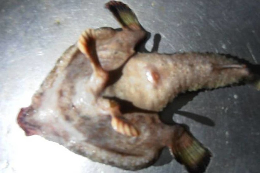 Απίστευτο: Ψάρι με πόδια, δάχτυλα και ανθρώπινη μύτη περπατά στο νερό! (photo)