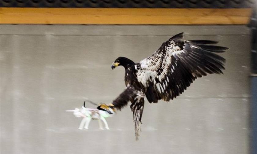 Ολλανδία: Εκπαιδευμένοι αετοί στη μάχη κατά των drones (vid)