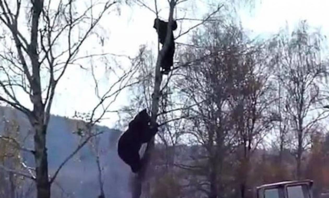 Ο απόλυτος τρόμος: Τον κυνήγησε αρκούδα επάνω στο δέντρο (vid)