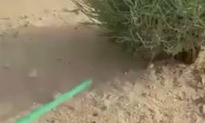 Δείτε το τρομακτικό φίδι που είναι αδύνατον να εντοπιστεί! (video)