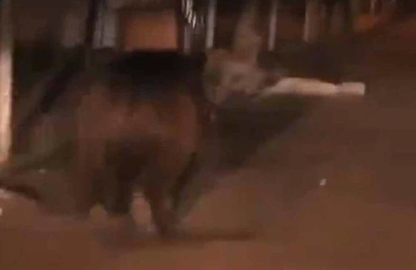 Τρόμος στους δρόμους της πόλης: Άγρια αρκούδα επιτίθεται στους περαστικούς (video)