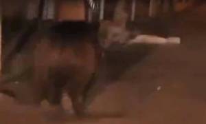 Τρόμος στους δρόμους της πόλης: Άγρια αρκούδα επιτίθεται στους περαστικούς (video)