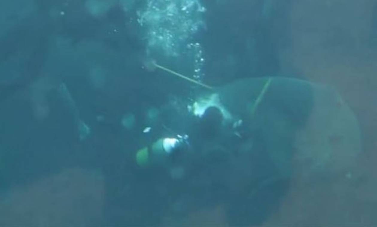 Βίντεο – σοκ: Καρχαρίας επιτίθεται σε δύτη μέσα στο ενυδρείο!