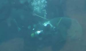Βίντεο – σοκ: Καρχαρίας επιτίθεται σε δύτη μέσα στο ενυδρείο!