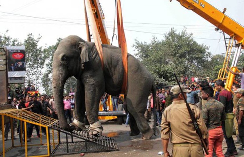 «Τραμπούκος» ελέφαντας σπέρνει τον πανικό και ισοπεδώνει 100 σπίτια σε χωριό της Ινδίας (photos)
