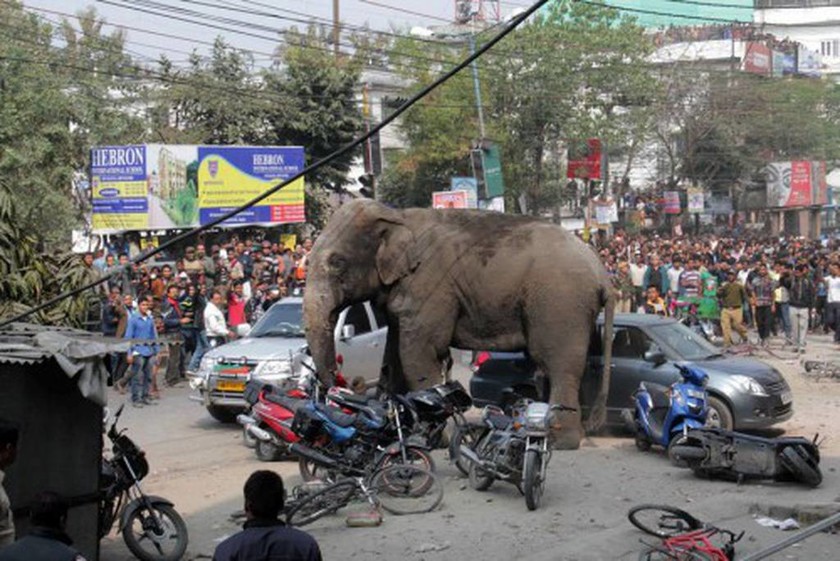 «Τραμπούκος» ελέφαντας σπέρνει τον πανικό και ισοπεδώνει 100 σπίτια σε χωριό της Ινδίας (photos)