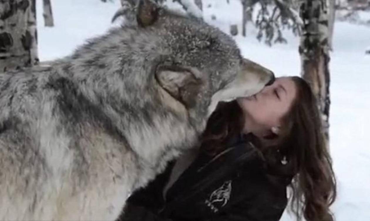 Εντυπωσιακό βίντεο: Ο λύκος που έγινε...«αρνάκι»!