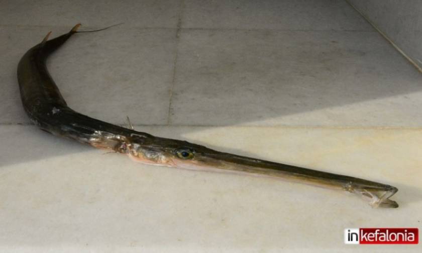 Σπάνιο δηλητηριώδες ψάρι εμφανίστηκε στην Ελλάδα (photo)