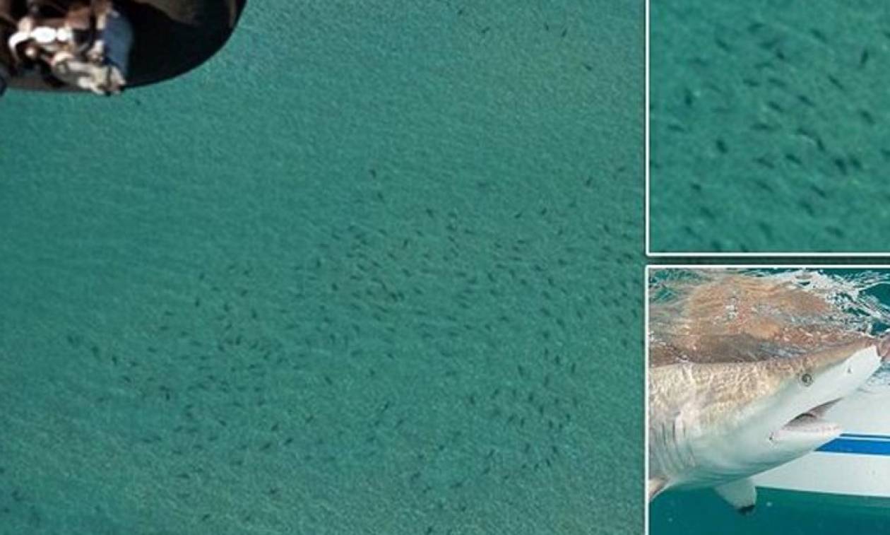 Τρόμος στη Φλόριντα: Χιλιάδες καρχαρίες μια… βουτιά από την ακτή! (video)