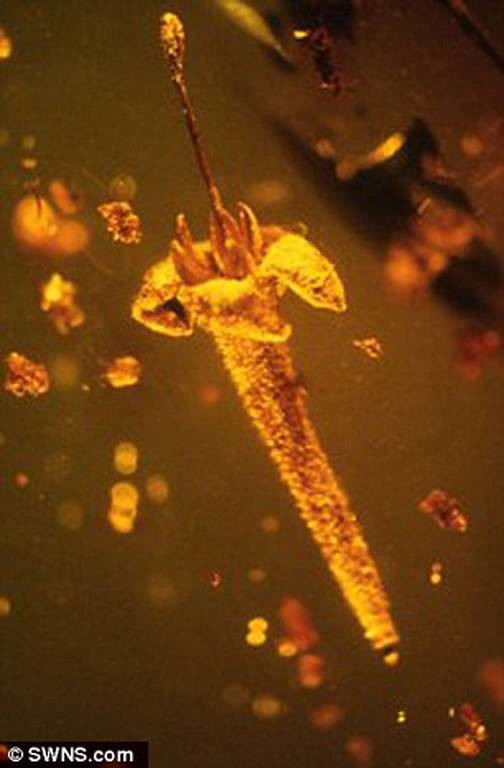 Το κεχριμπάρι έκρυβε άγνωστα δηλητηριώδη λουλούδια ηλικίας 15 εκατομμυρίων ετών (pics)