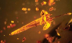 Το κεχριμπάρι έκρυβε άγνωστα δηλητηριώδη λουλούδια ηλικίας 15 εκατομμυρίων ετών (pics)
