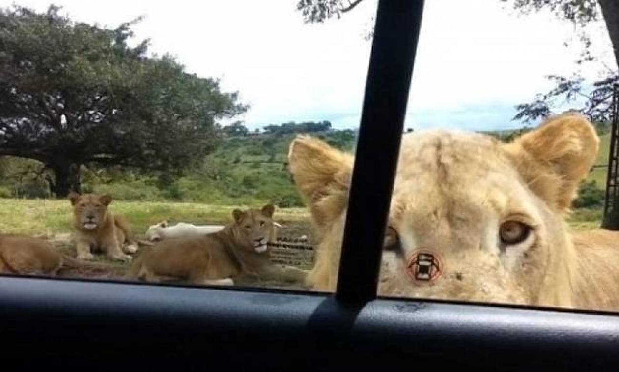 Λιοντάρι ανοίγει την... πόρτα αυτοκινήτου! (video)