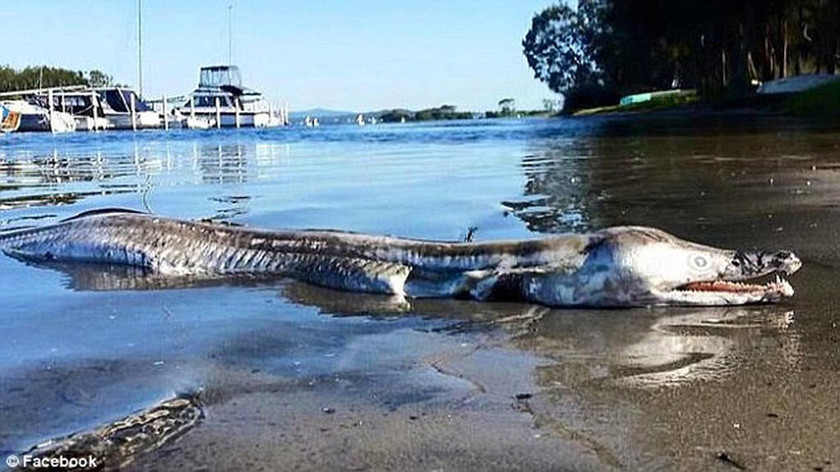 Μυστηριώδες προϊστορικό τέρας ξεβράστηκε σε λίμνη της Αυστραλίας! (photos)