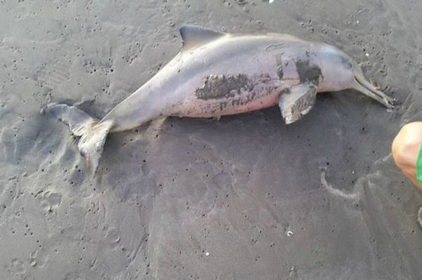 Αργεντινή: Φρικτός θάνατος μικρού δελφινιού από λουόμενους που ήθελαν... selfie (video+photos)