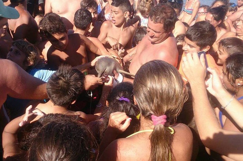Αργεντινή: Φρικτός θάνατος μικρού δελφινιού από λουόμενους που ήθελαν... selfie (video+photos)