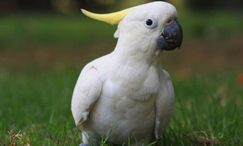 Τα πιο έξυπνα πουλιά του κόσμου! (photos)