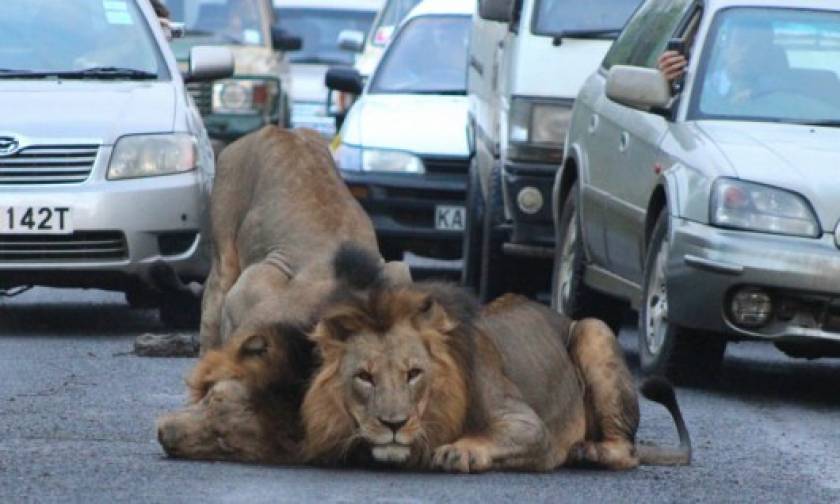 Τρόμος στο Ναϊρόμπι: Λιοντάρια το ΄σκασαν από το Εθνικό Πάρκο (videos)