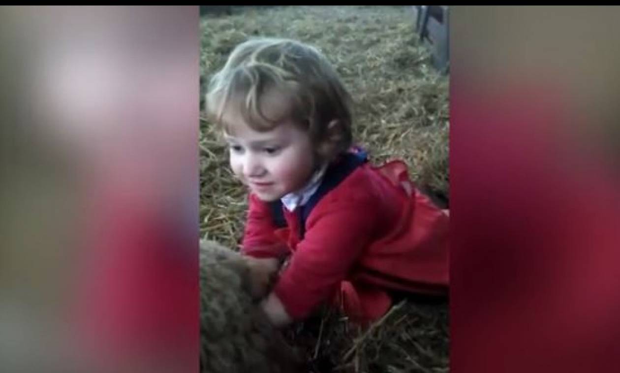 Εντυπωσιακό βίντεο: Υπερπροσπάθεια 3χρονης να ξεγεννήσει προβατίνα