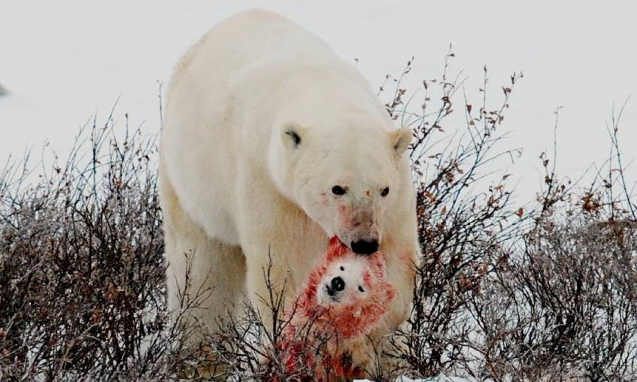 Σπάνιο και σοκαριστικό βίντεο: Πολική αρκούδα τρώει μικρό αρκουδάκι!