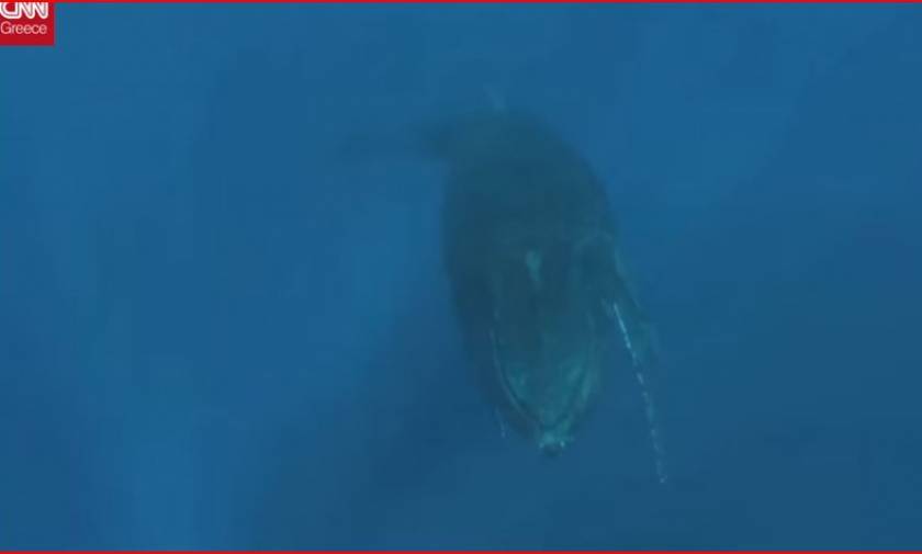 Ο φωτογράφος που κολυμπά με τις φάλαινες