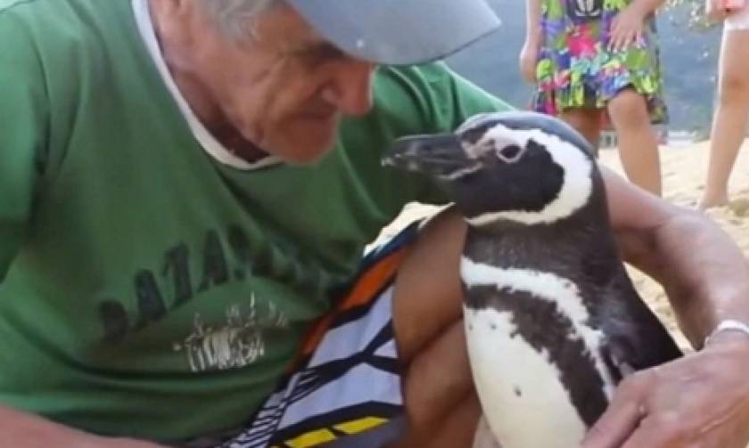 Πιγκουίνος κολυμπά 8.000 χλμ κάθε χρόνο για να συναντήσει τον σωτήρα του (video)