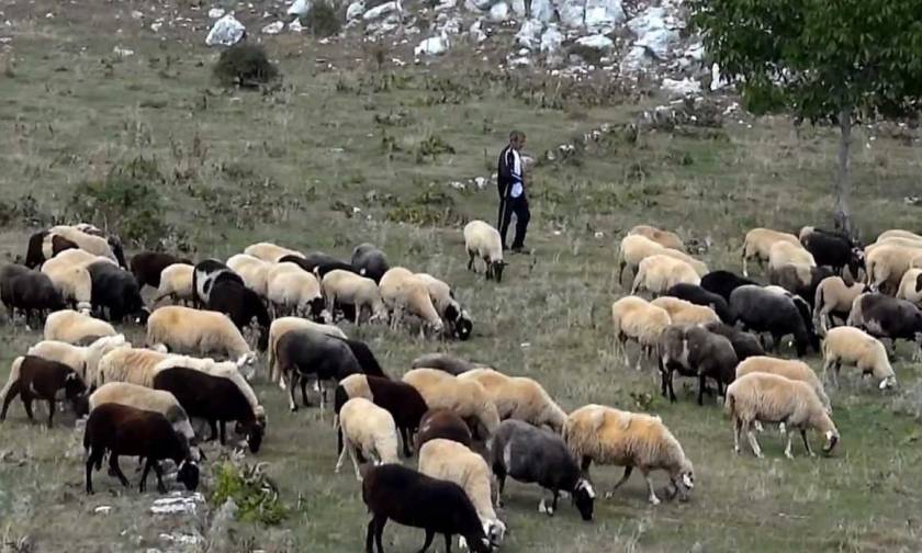 Έκτακτη ενίσχυση σε κτηνοτρόφους-Ποιοι είναι οι δικαιούχοι