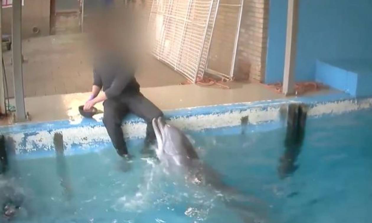 Σάλος: Εργαζόμενος σε ενυδρείο ικανοποιεί σεξουαλικά ένα… δελφίνι! (video)